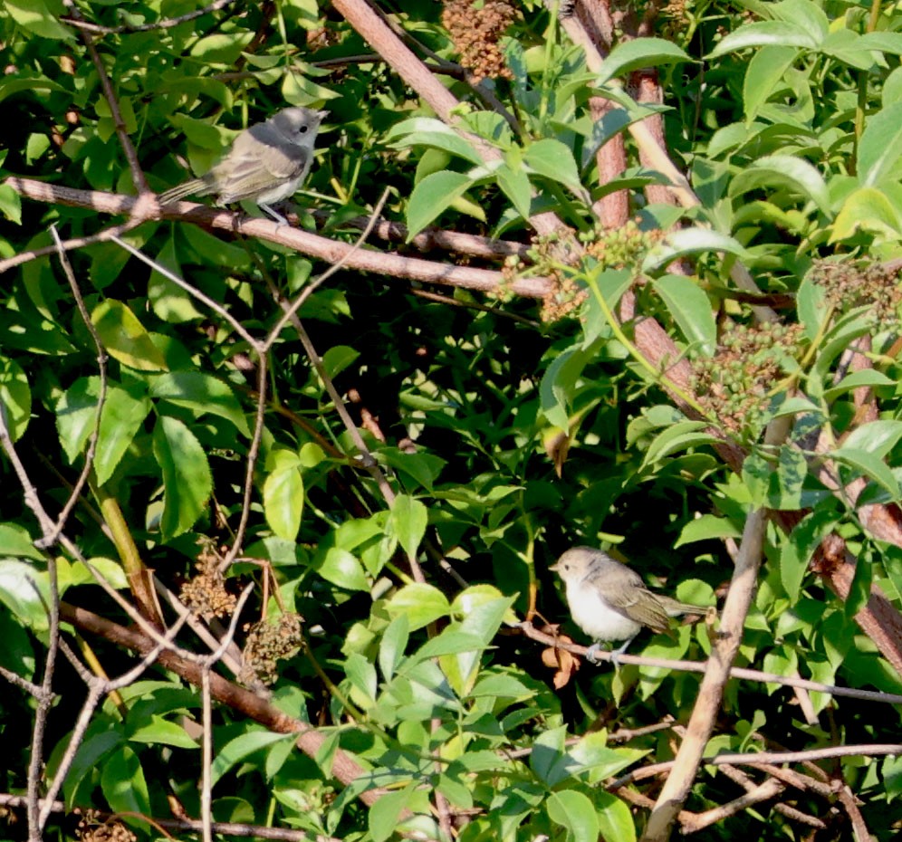 Bell's Vireo - ML620508392