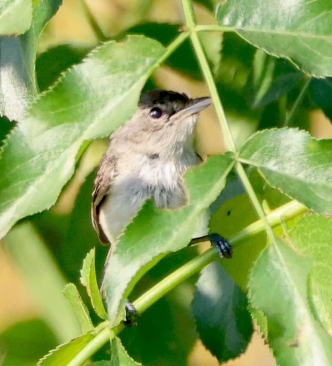 krattvireo - ML620508395