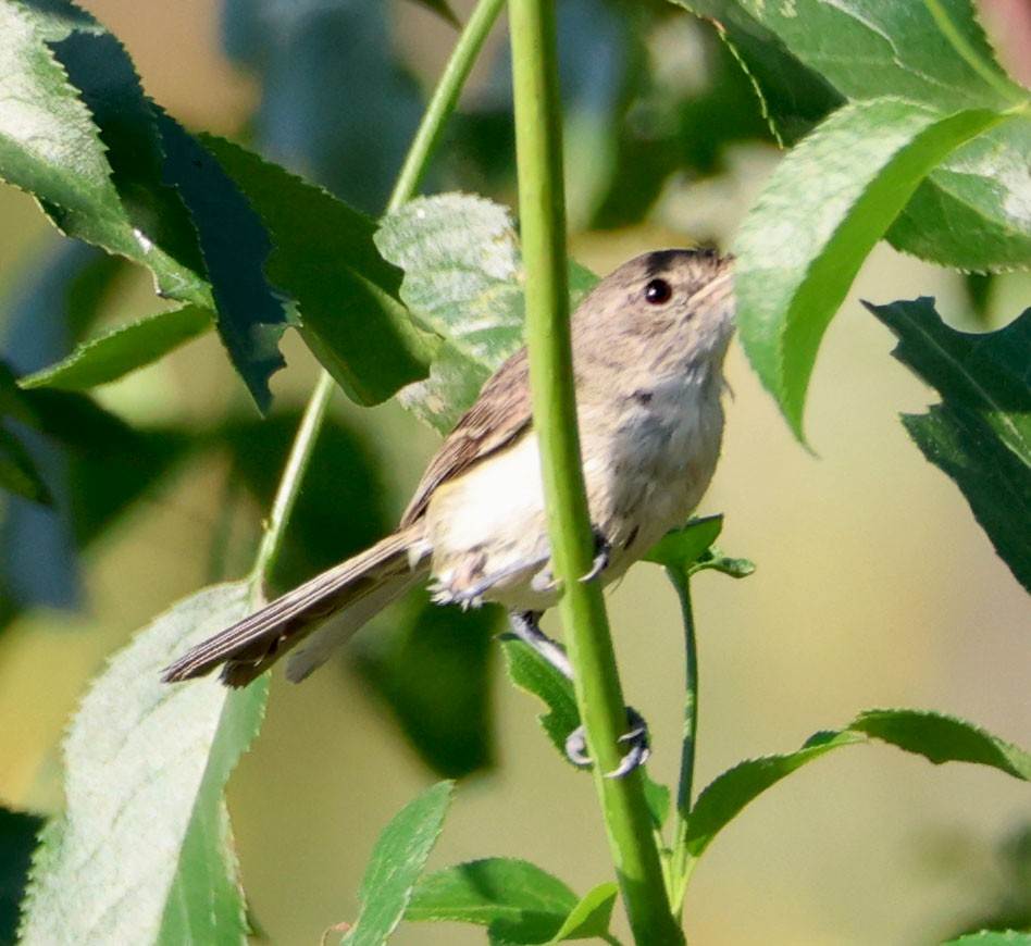 Bell's Vireo - ML620508396