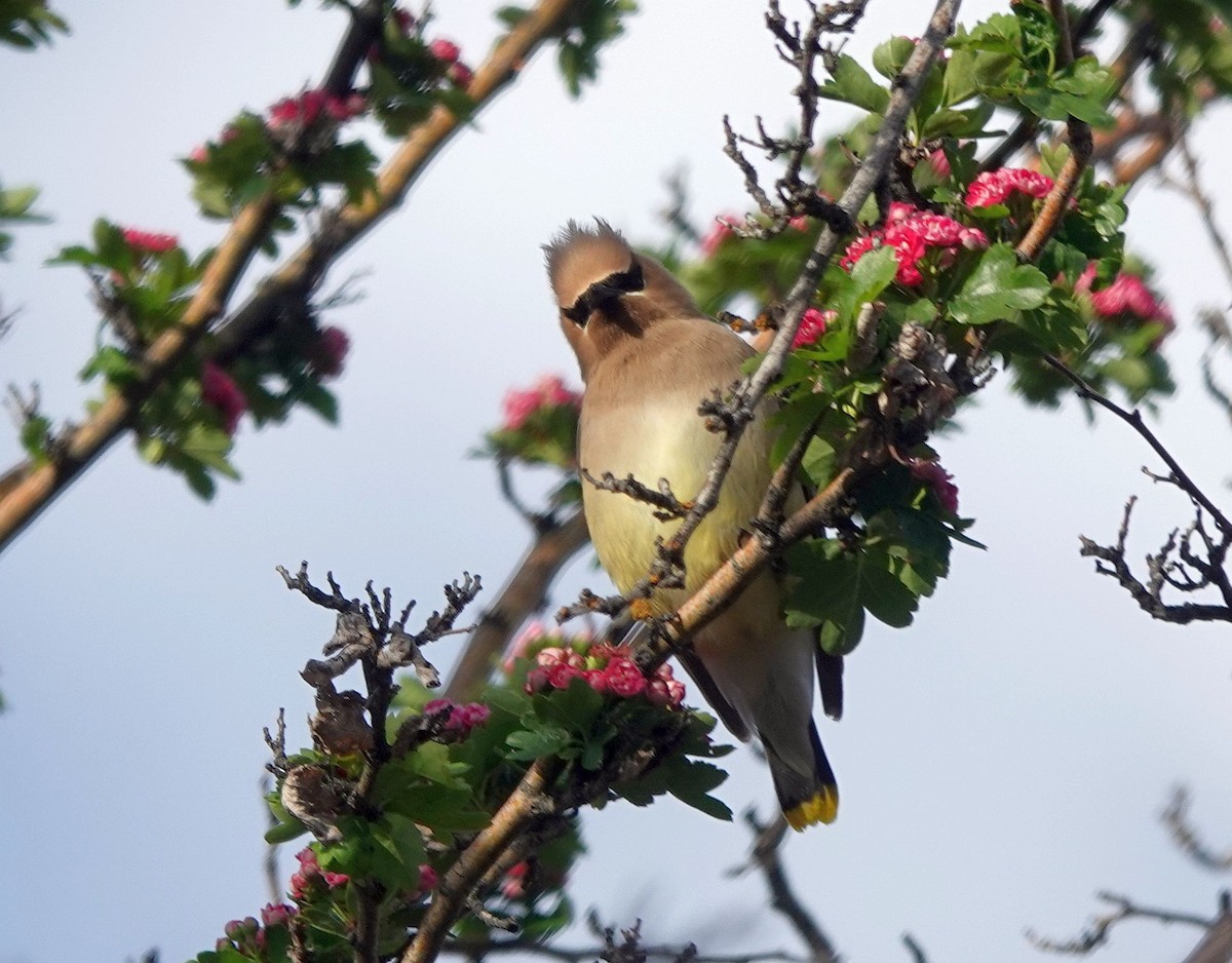 Cedar Waxwing - ML620508398