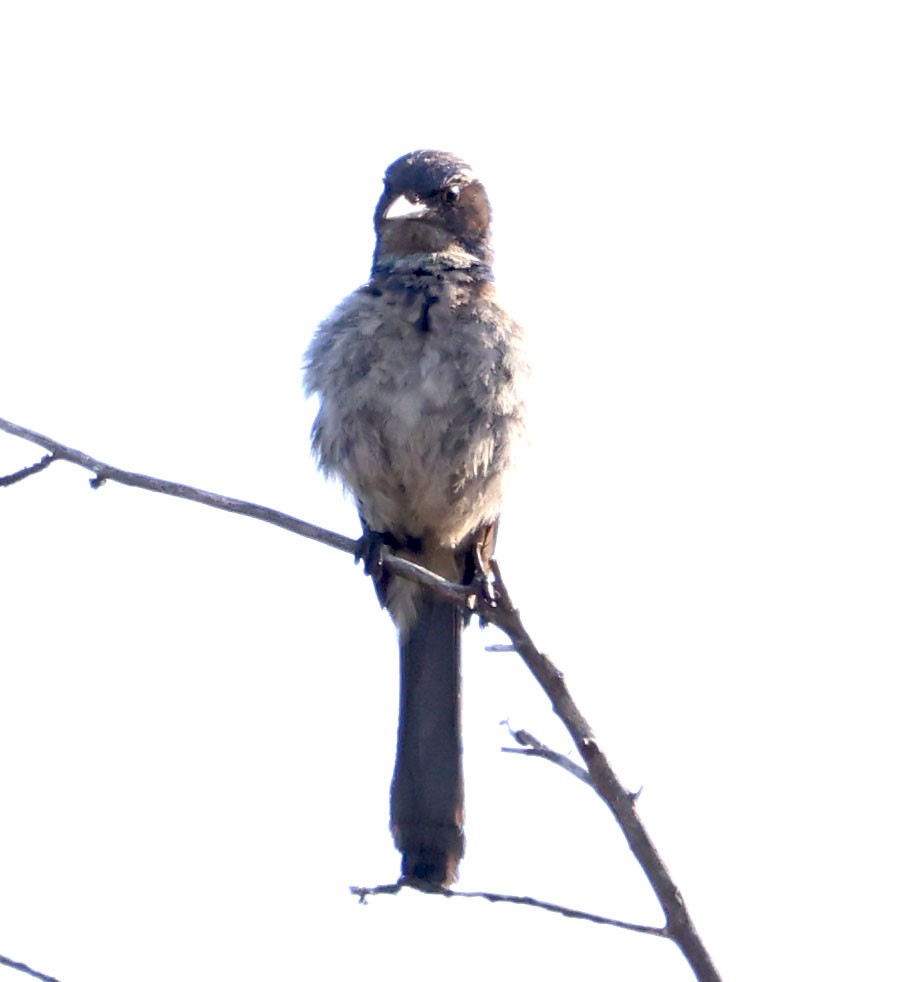 California Scrub-Jay - ML620508406