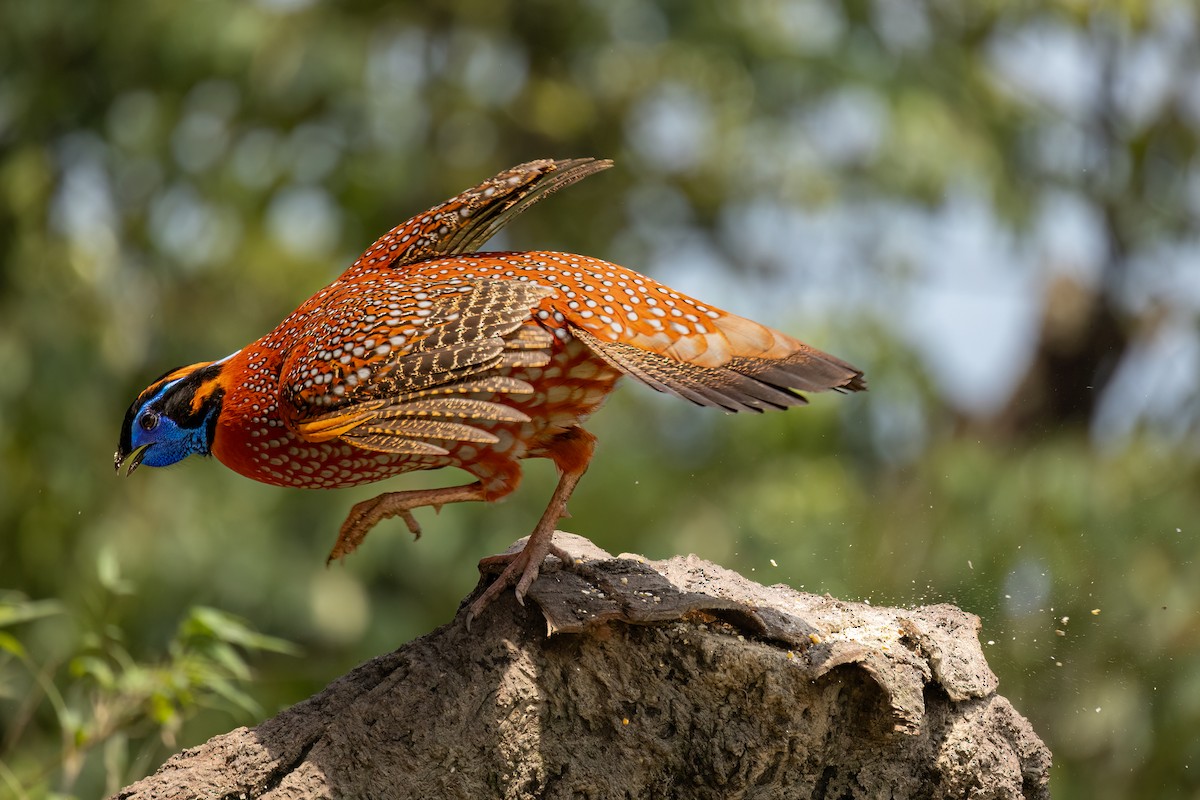 Temminck's Tragopan - ML620508407