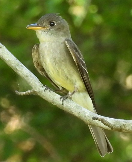 Acadian Flycatcher - ML620508410