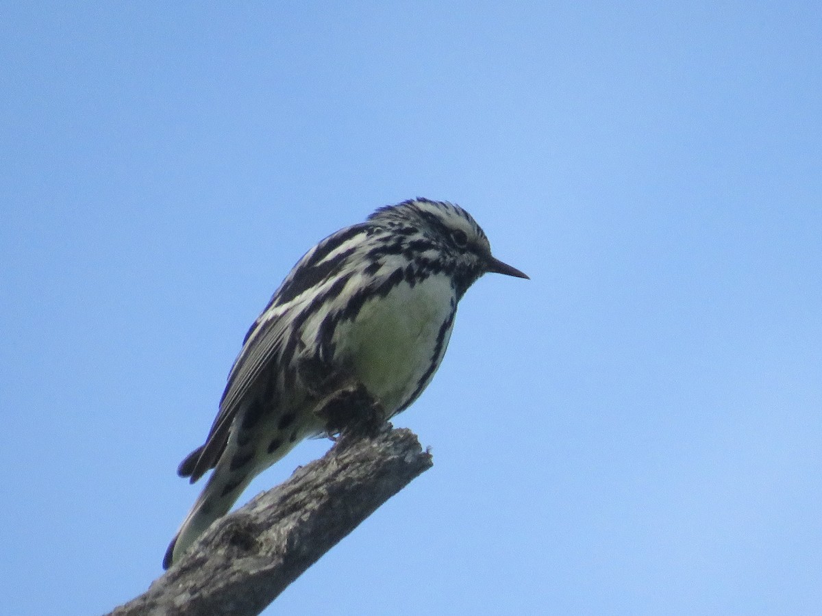 Black-and-white Warbler - ML620508412