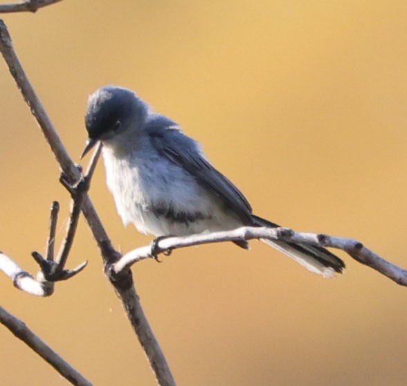 Blue-gray Gnatcatcher - ML620508416