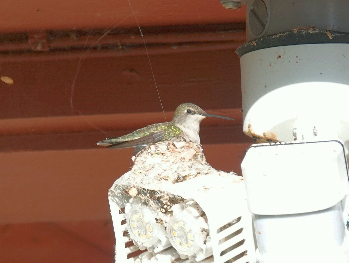 Colibrí Gorjinegro - ML620508417