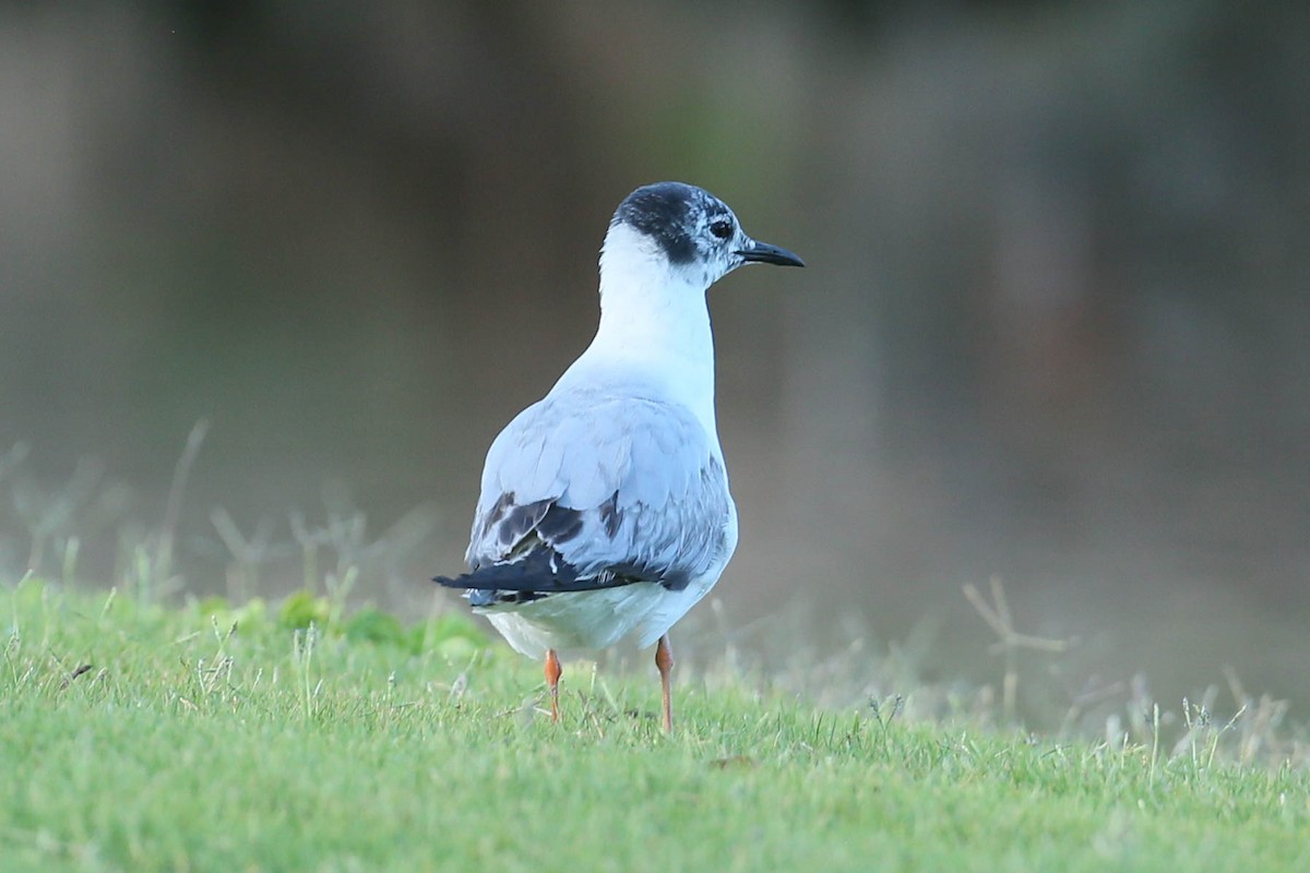 Bonaparte's Gull - ML620508424