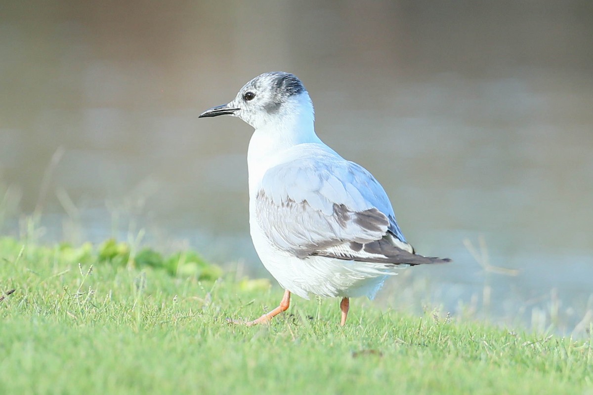 Bonaparte's Gull - ML620508425