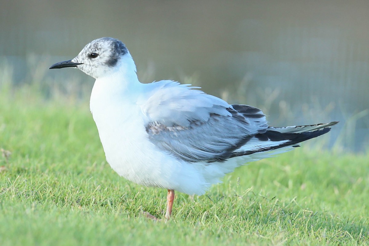 Bonaparte's Gull - ML620508428