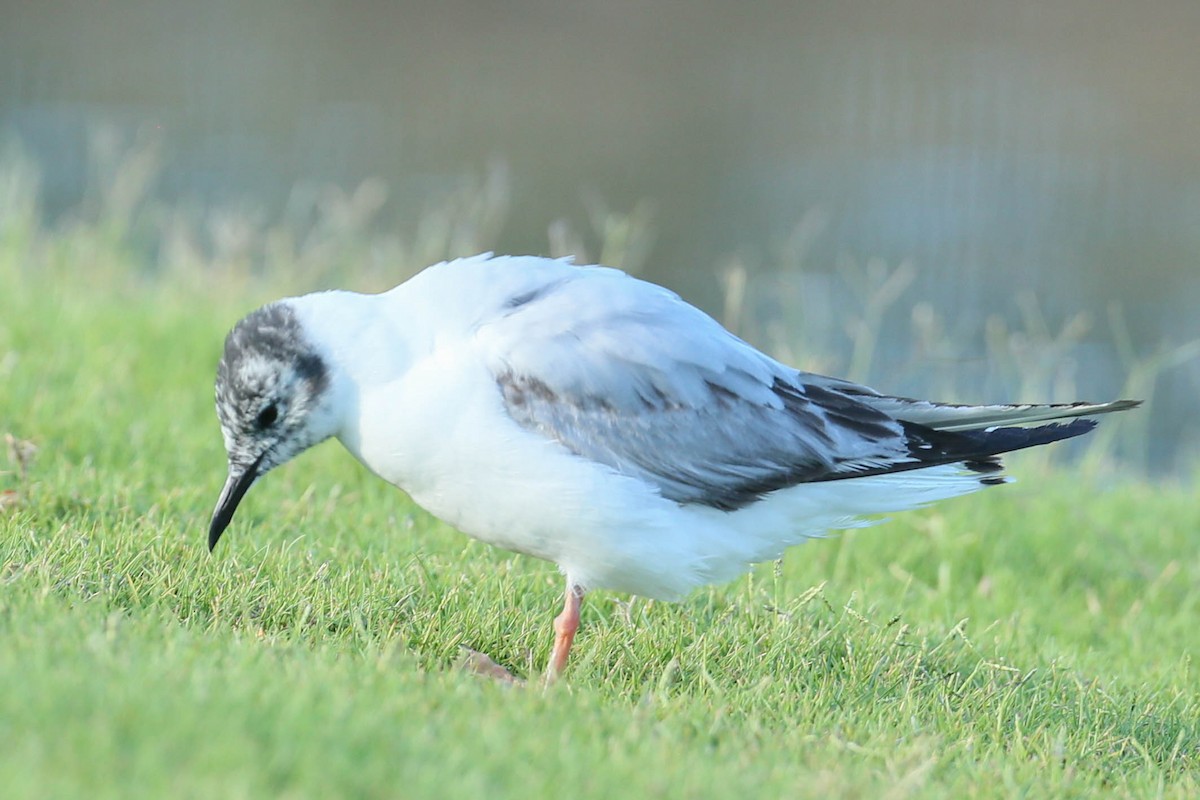 Bonaparte's Gull - ML620508429