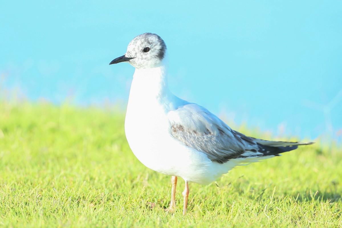 Bonaparte's Gull - ML620508432