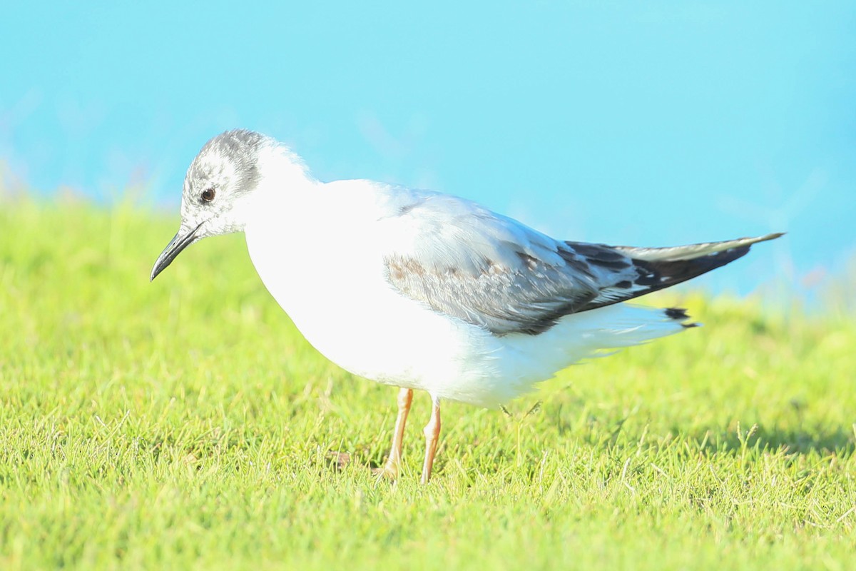 Bonaparte's Gull - ML620508435