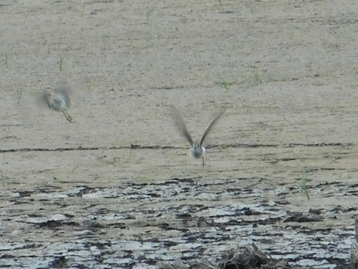 Semipalmated Sandpiper - ML620508437