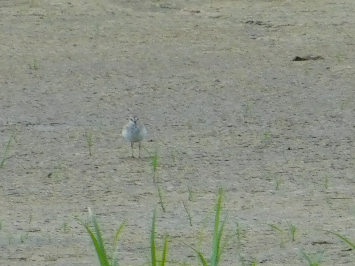 Semipalmated Sandpiper - ML620508438