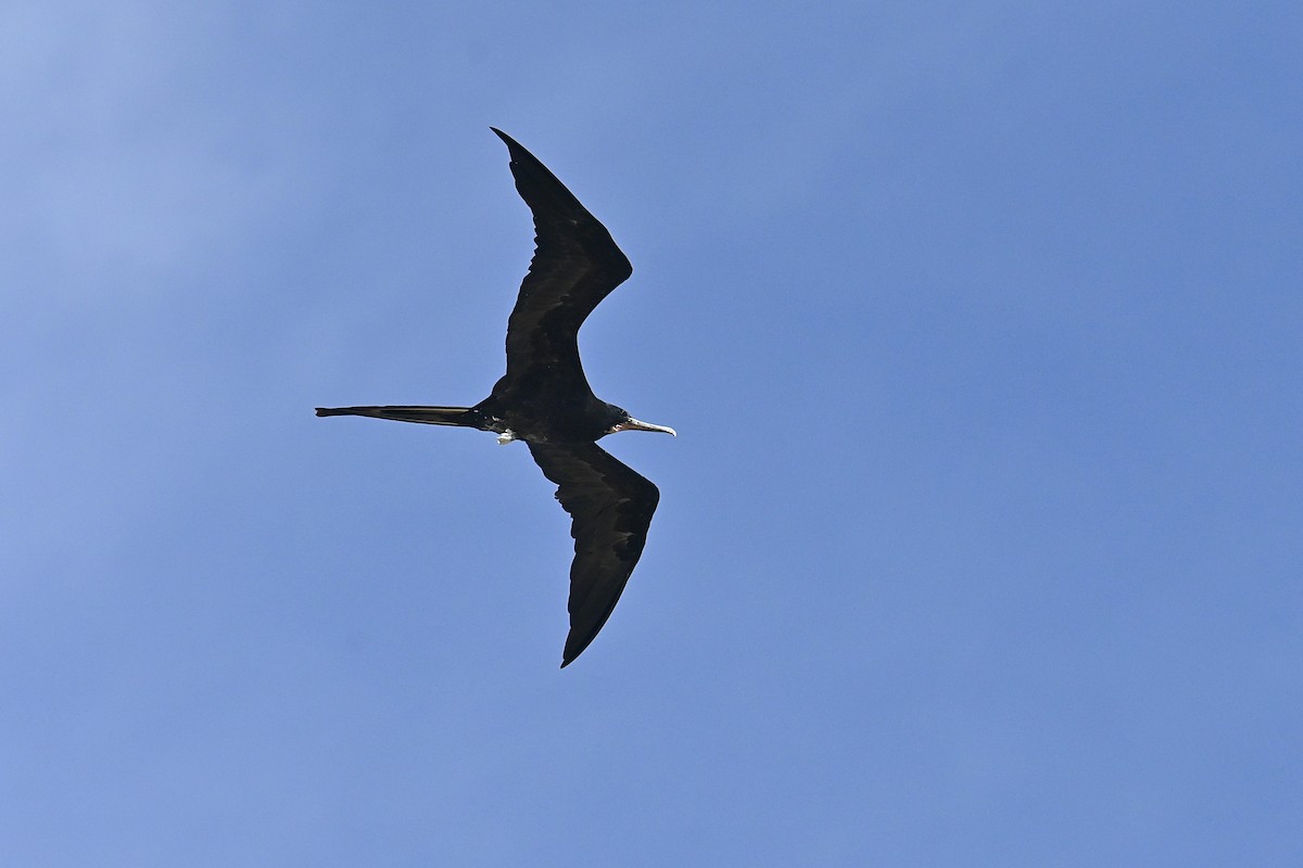 Magnificent Frigatebird - ML620508442