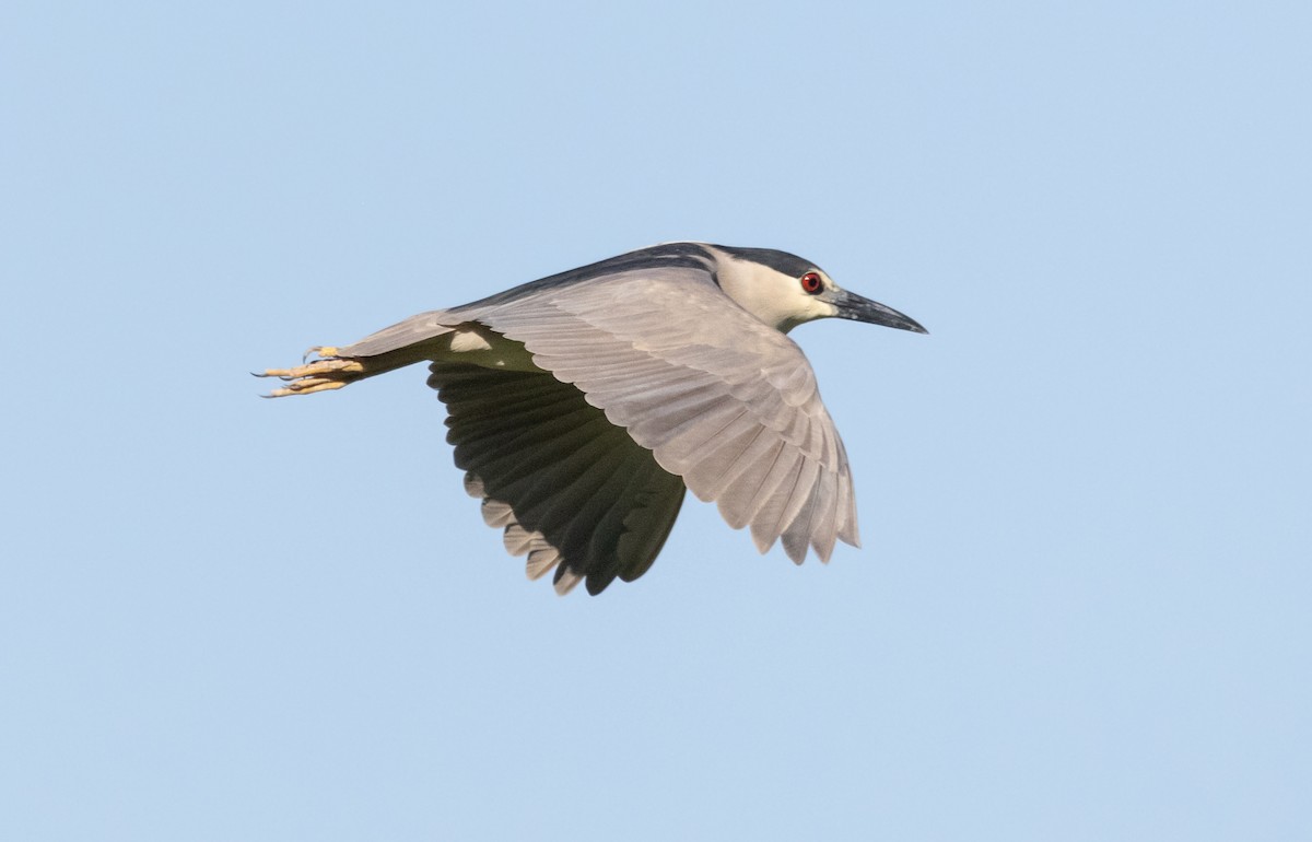 Black-crowned Night Heron - ML620508444