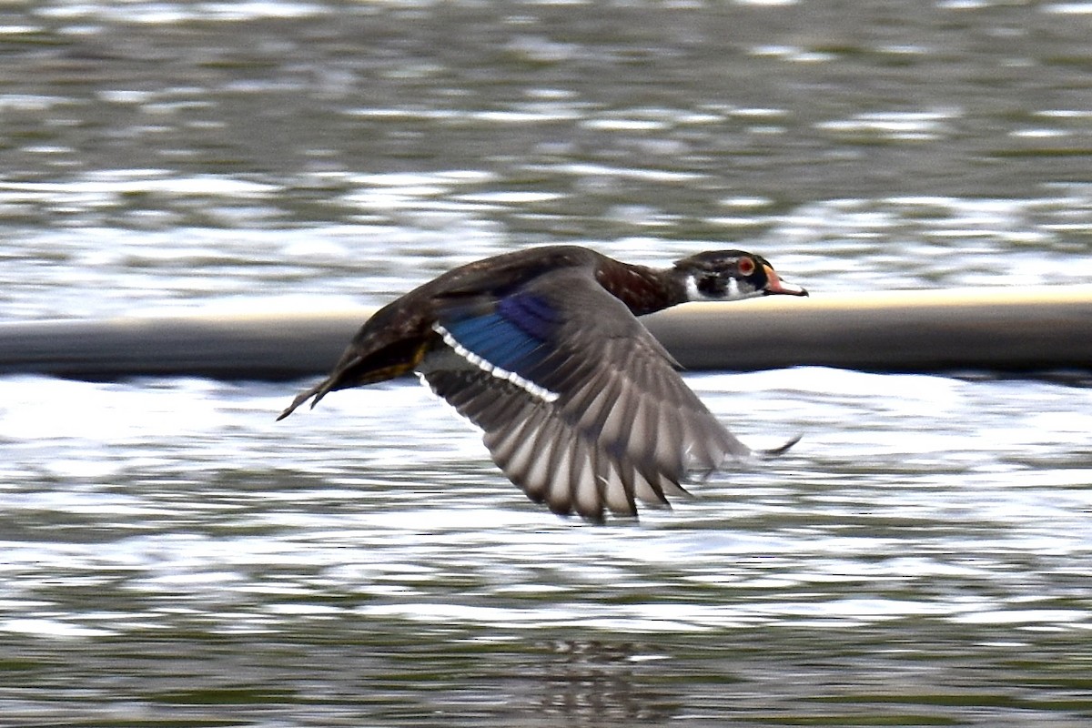 Wood Duck - ML620508446