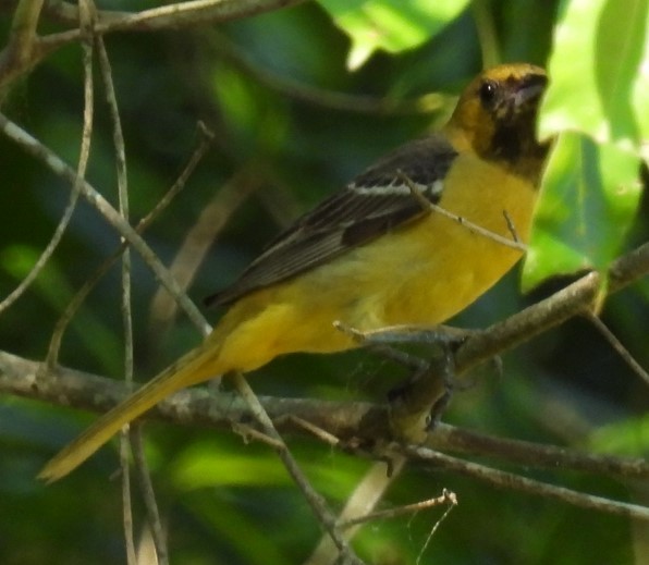 Orchard Oriole - ML620508447