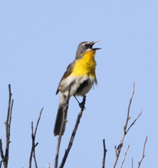 Yellow-breasted Chat - ML620508448