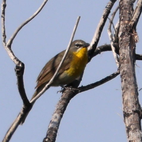 Yellow-breasted Chat - ML620508449