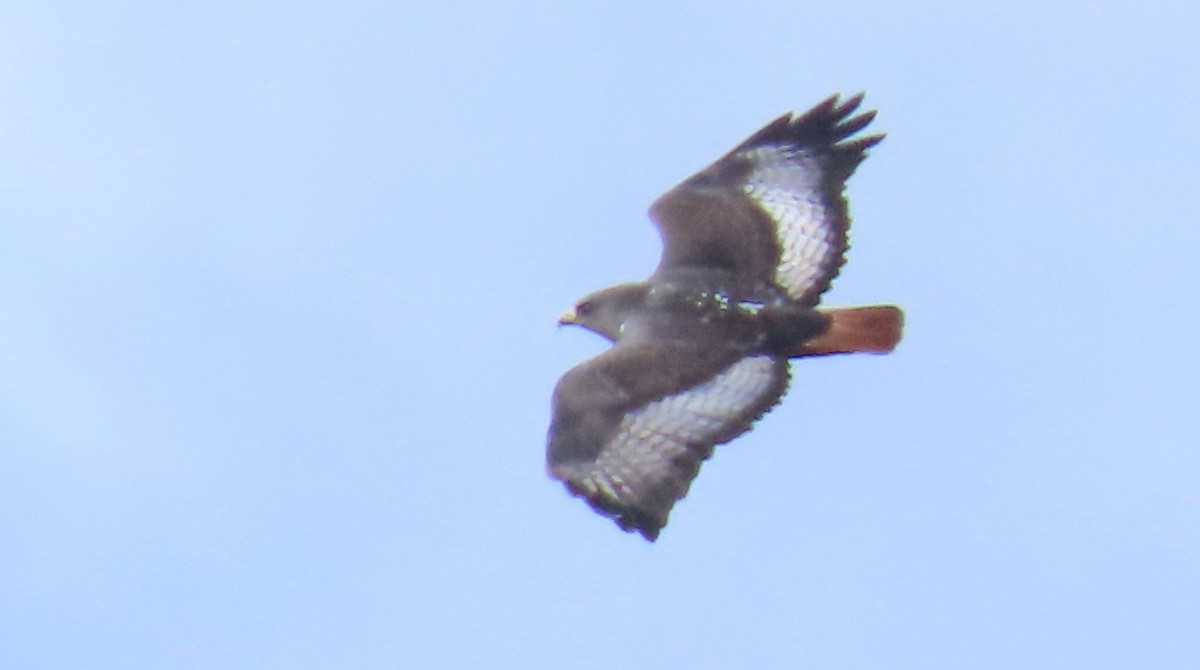 Jackal Buzzard - ML620508450