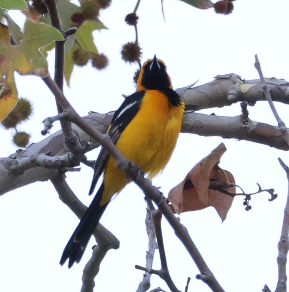 Hooded Oriole - ML620508454