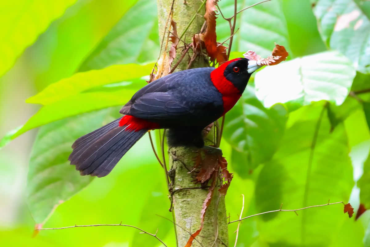 Crimson-collared Tanager - ML620508455