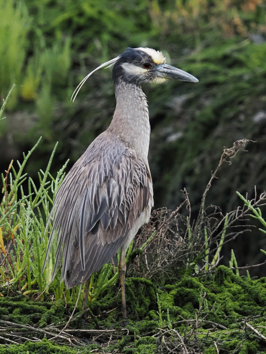 Yellow-crowned Night Heron - ML620508458