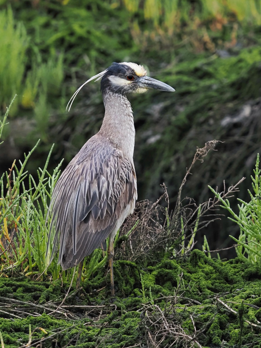 Yellow-crowned Night Heron - ML620508459