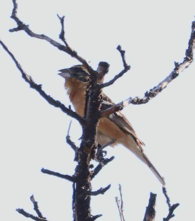 Black-headed Grosbeak - Diane Etchison