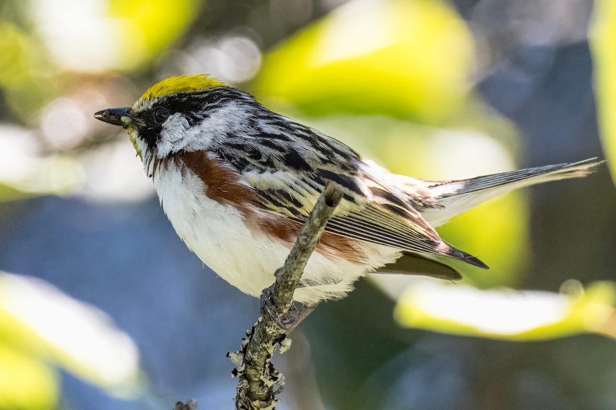 Chestnut-sided Warbler - Cynthia McAllister