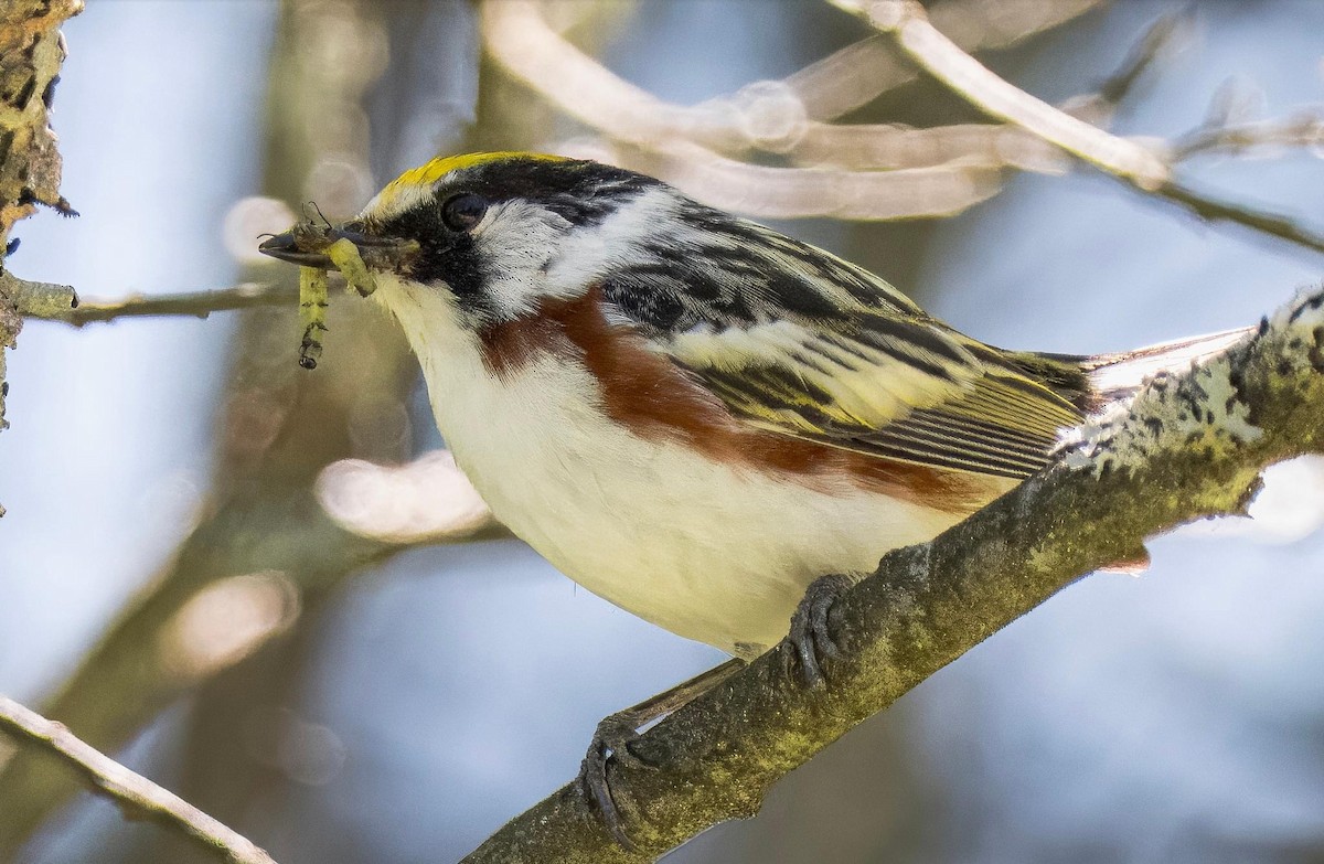 Chestnut-sided Warbler - ML620508484