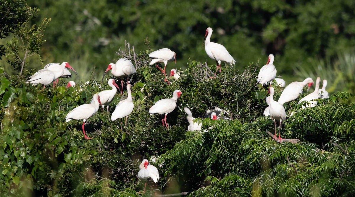 White Ibis - ML620508486