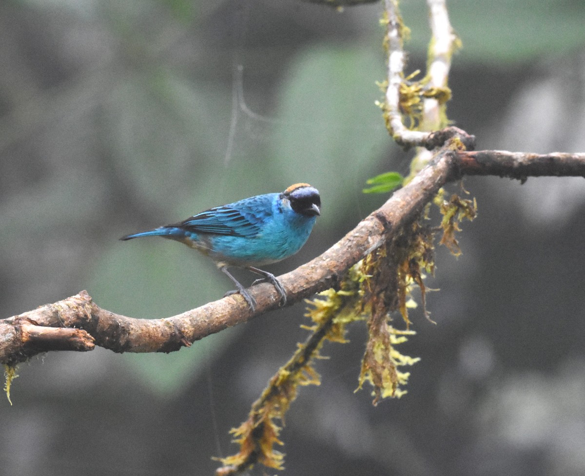 Golden-naped Tanager - ML620508487