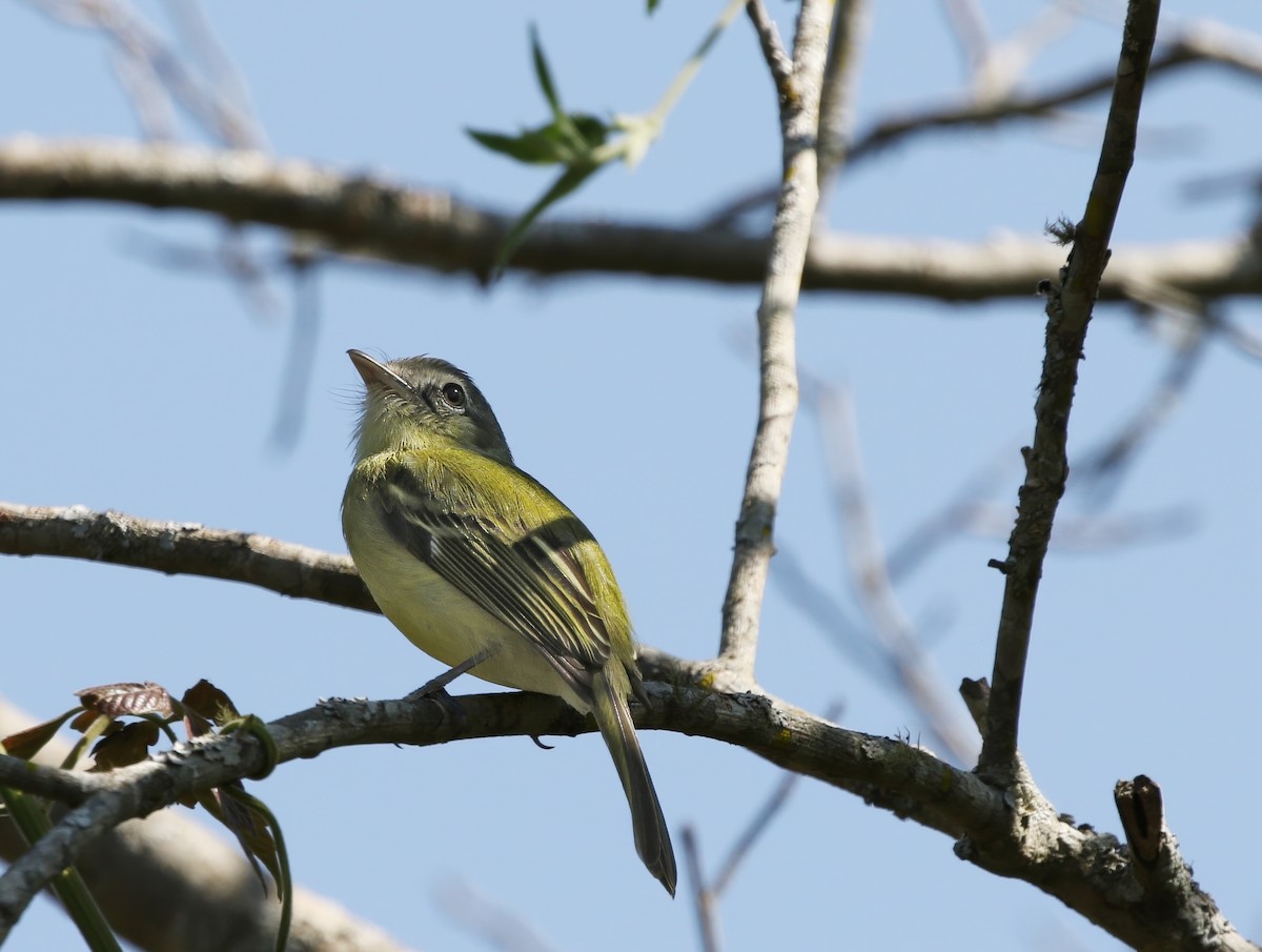 Olivscheitel-Breitschnabeltyrann (pallescens) - ML620508488