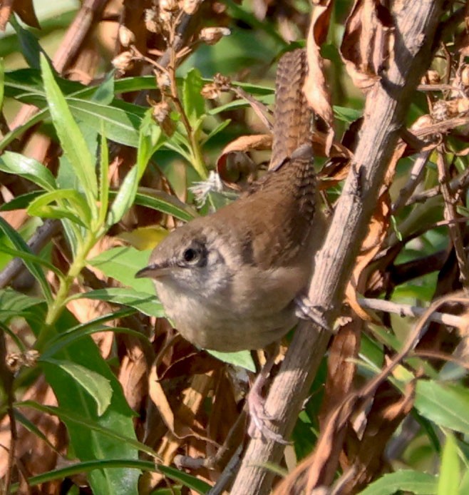 House Wren - ML620508491