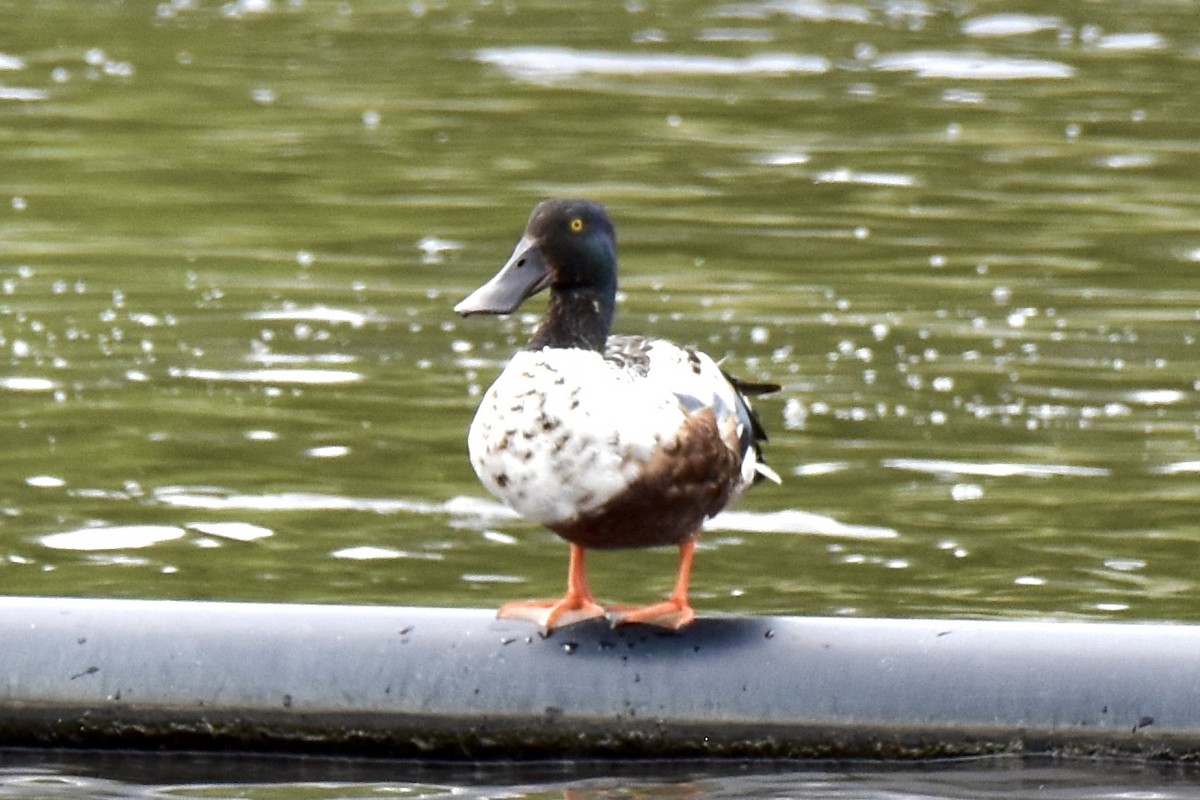 Northern Shoveler - ML620508494