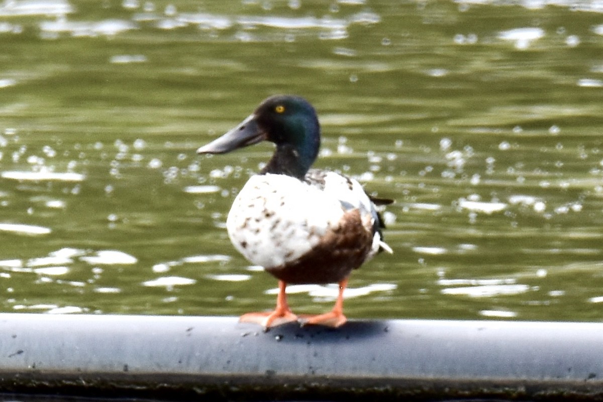 Northern Shoveler - ML620508495