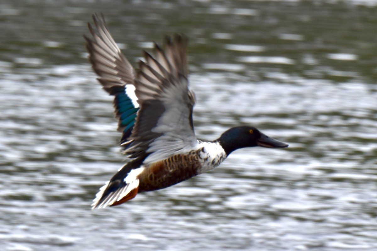 Northern Shoveler - Tobi Gagné