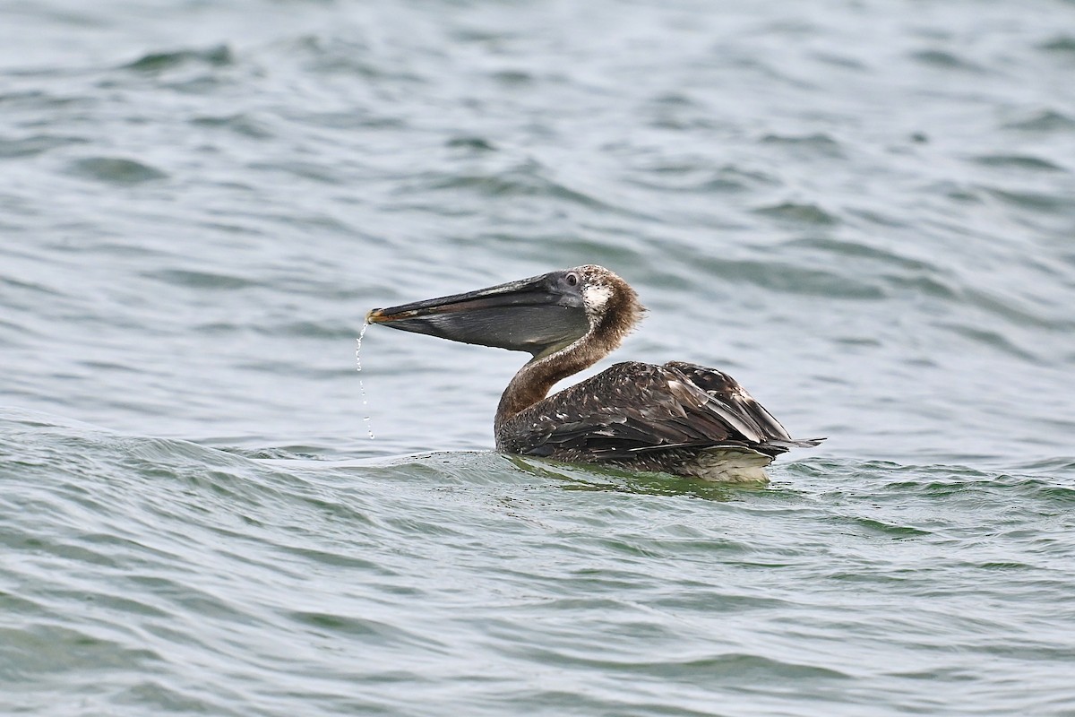 Brown Pelican - ML620508499