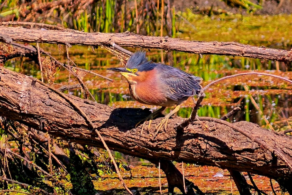 Green Heron - Sal Acosta