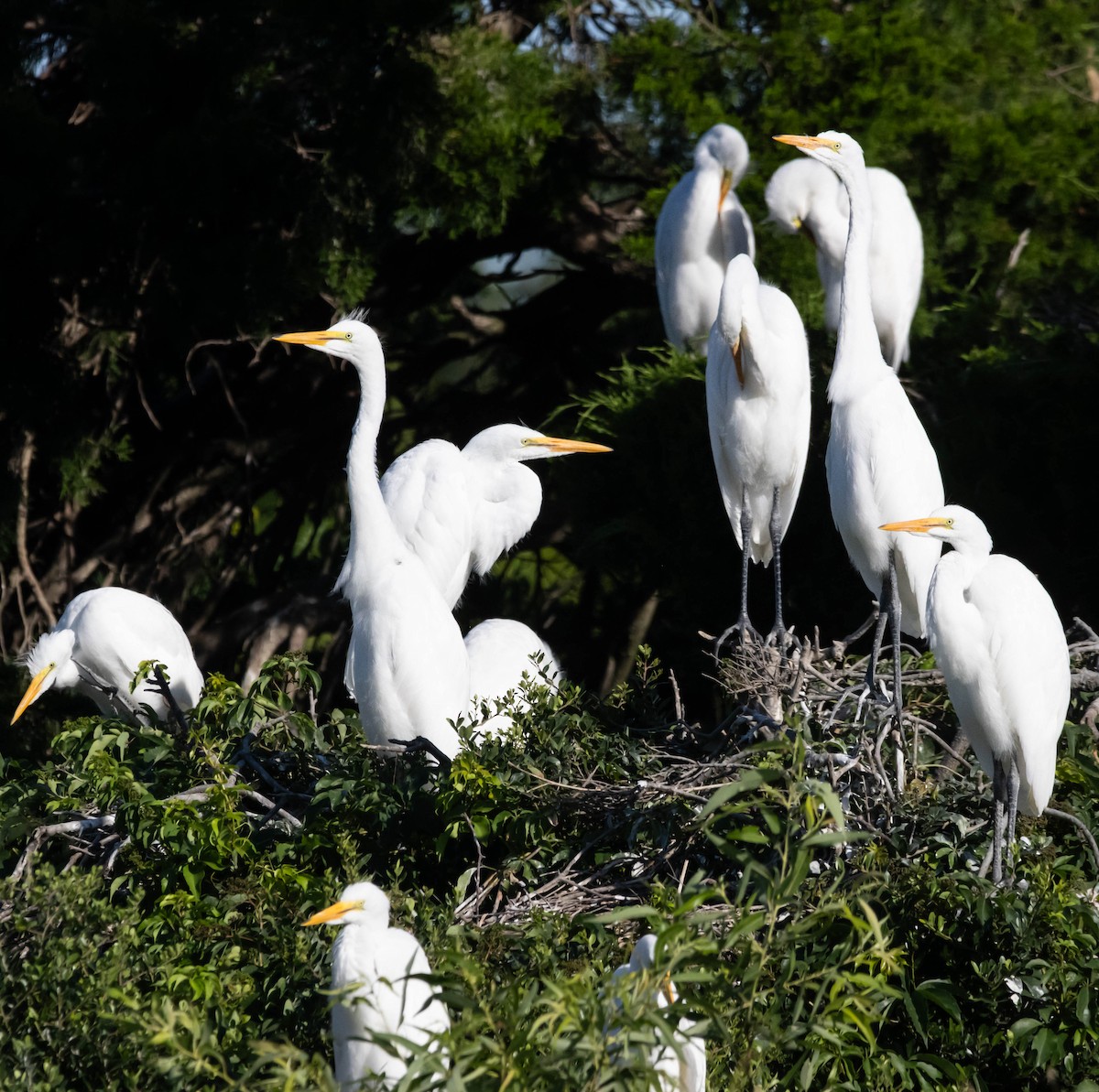 Great Egret - ML620508505