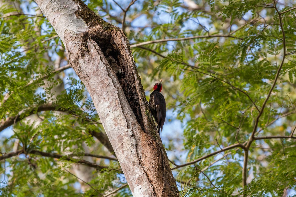 Pale-billed Woodpecker - William Clark