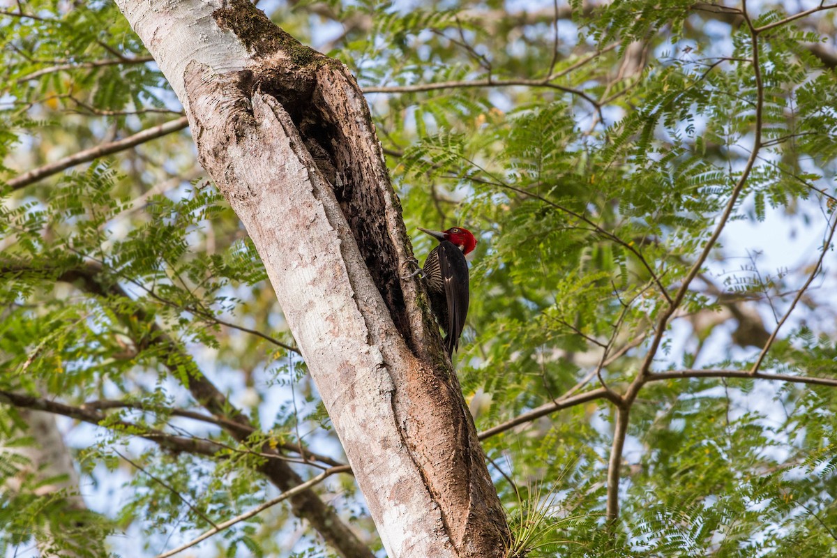 Pale-billed Woodpecker - ML620508508