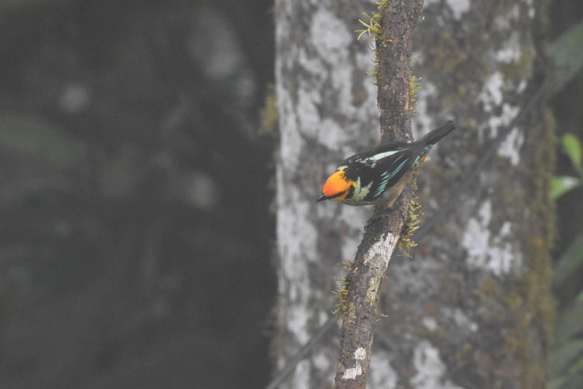 Flame-faced Tanager - ML620508512