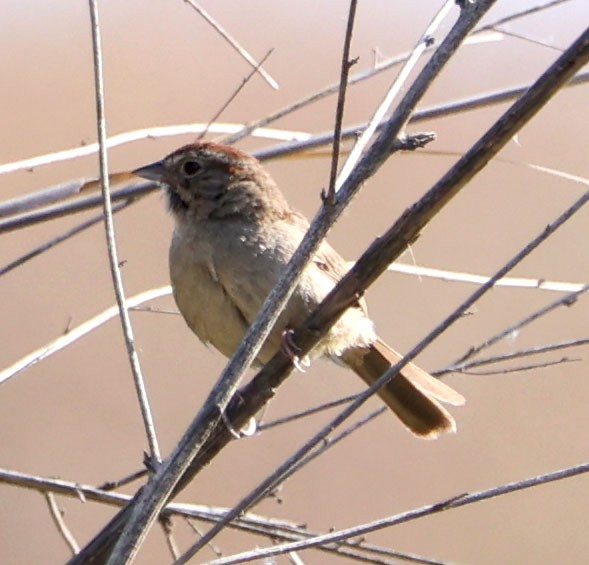 Rufous-crowned Sparrow - ML620508514