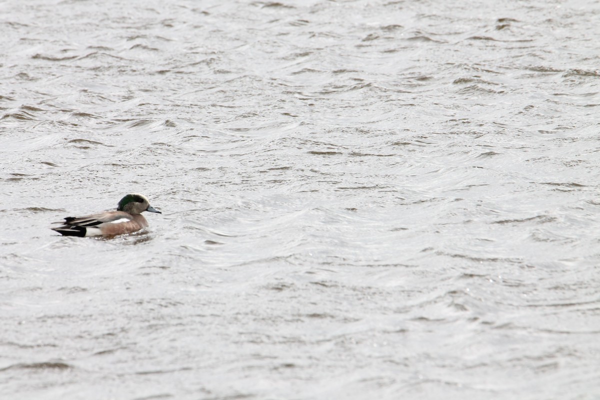 American Wigeon - ML620508515