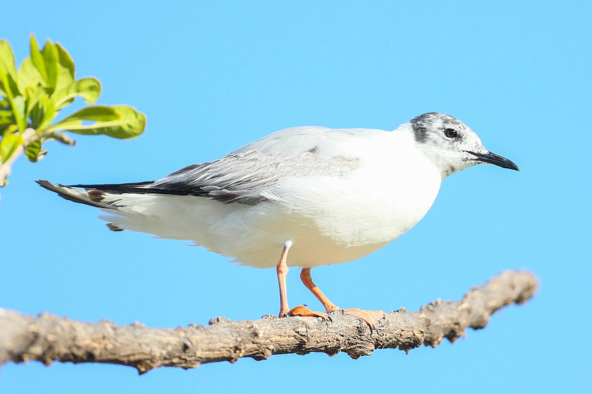 Bonaparte's Gull - ML620508518