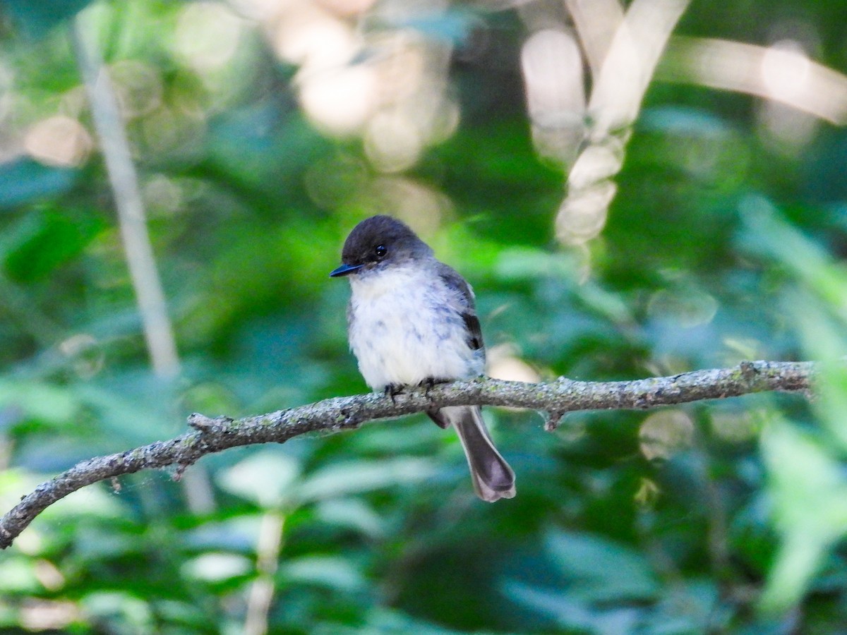 Eastern Phoebe - ML620508534