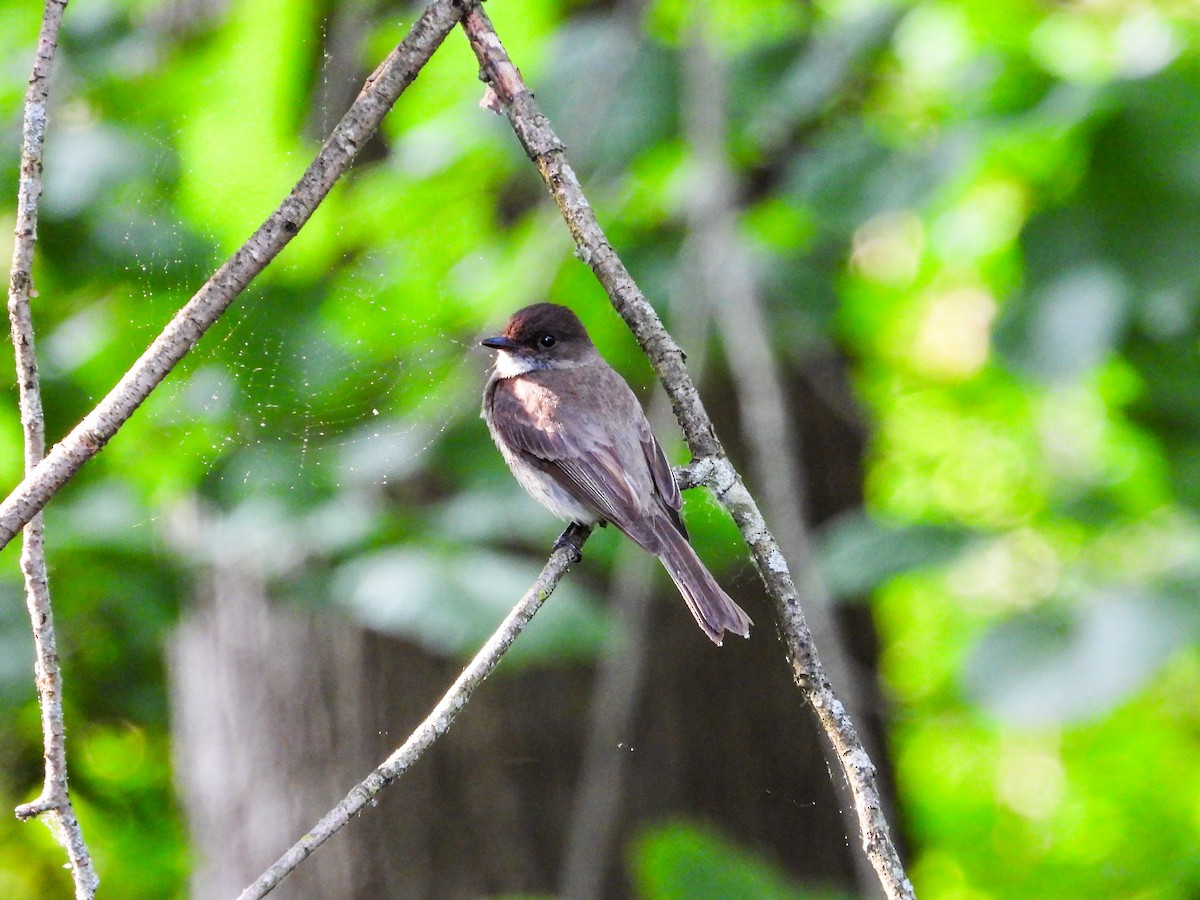 Eastern Phoebe - ML620508535